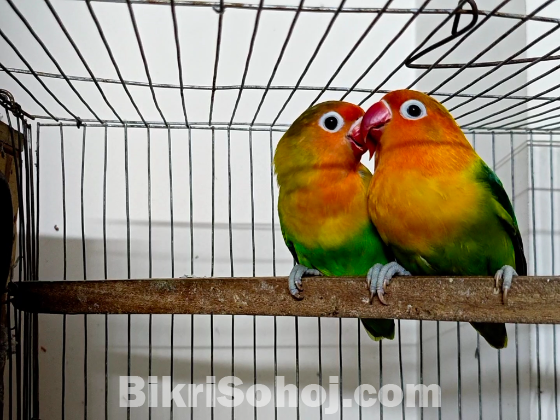 Love bird pair